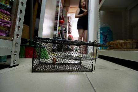 Rats run rings around Bukit Batok residents, shopkeepers