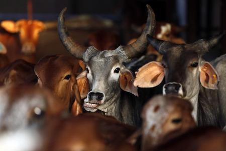 Indian state bans beef, introduces jail time for possession