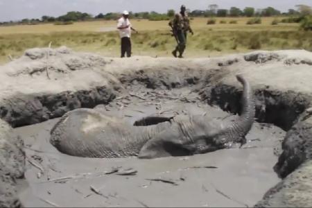 WATCH: Elephant stuck in mud for 12 hours gets extraordinary rescue