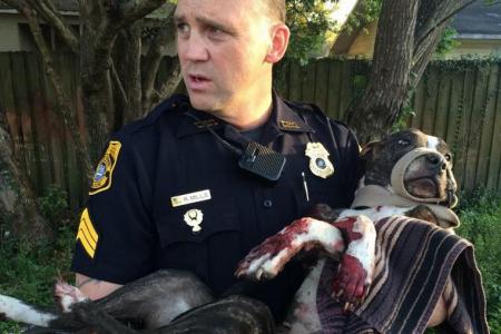 WATCH: Dog rescued after it was shot twice and tied to rail tracks