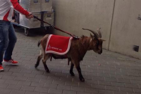This bizarre goal celebration might get your goat
