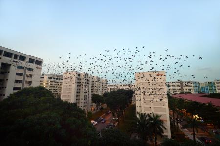 Yishun residents have big bird problem