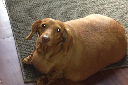 Overweight dog loses almost 20kg after it stops eating fast food