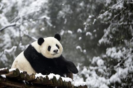 Man bitten by wild panda sues China officials, gets S$115,000