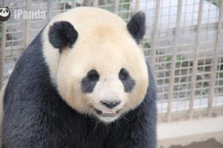Oops! Pandas' live sex show fails after male star gets stage fright
