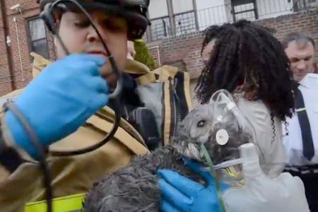 WATCH: New York firemen save girl's Easter present, a puppy, from fire that leaves family homeless