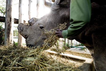 Last male northern white rhino under 24/7 armed guard to save species from extinction