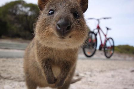Tourists kicked off island after allegedly trying to burn quokka