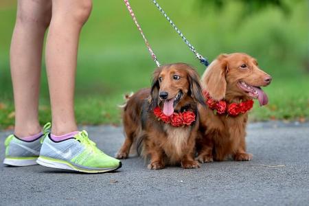 Get healthier hearts through dog walking