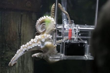 WATCH: This octopus from New Zealand is a real shutterbug