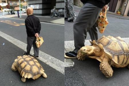 Man seen walking his tortoise in Japan