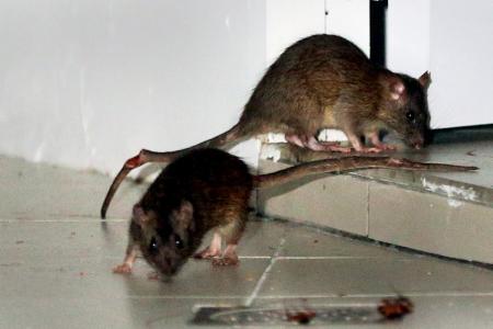 Rats! A timeline of rodent activity in Singapore