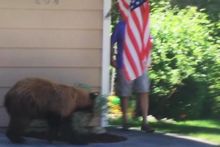 Man and bear cross paths, scare each other