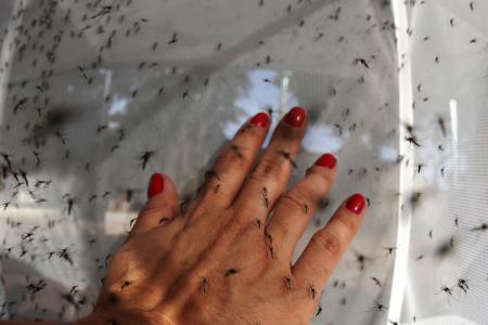 Genetically-modified mosquitoes released in China