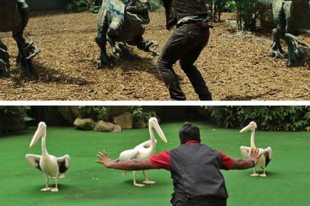 Zookeepers are copying Chris Pratt's character in Jurassic World