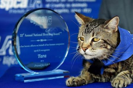 Hero dog award goes to cat