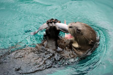 Otters cause chaos for Sentosa koi owners