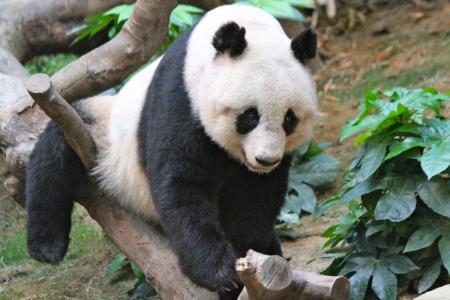 Hong Kong panda Jia Jia set for world record for oldest living panda in captivity