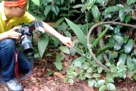 Netizens outraged at video of nature photographers hitting snake