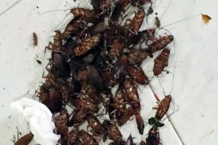 More than 2,000 roaches killed in Jurong West flat
