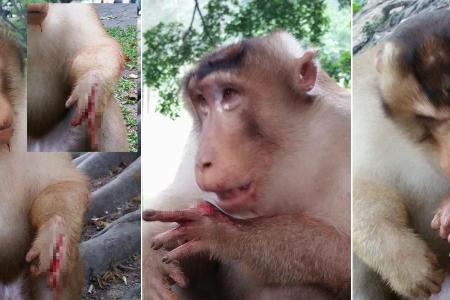 Macaque's hand allegedly blown up by firecracker