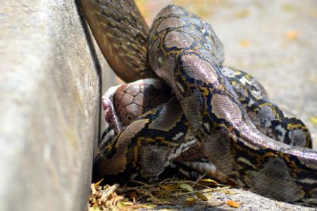 Great snakes! Python and cobra duke it out in NTU
