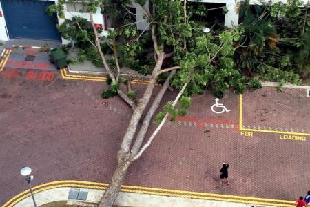 Tree crashes into Pasir Ris block