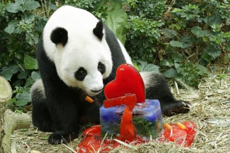 Birthday celebrations for pandas amid pregnancy talk