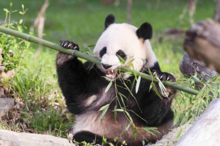China prosecutes three for butchering panda