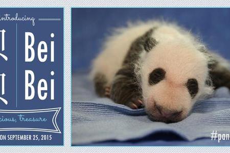 First ladies Michelle Obama and China's Peng Liyuan name a panda