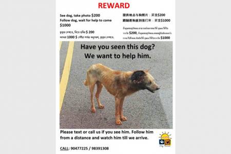 Group offers $1,000 reward for info on injured dog