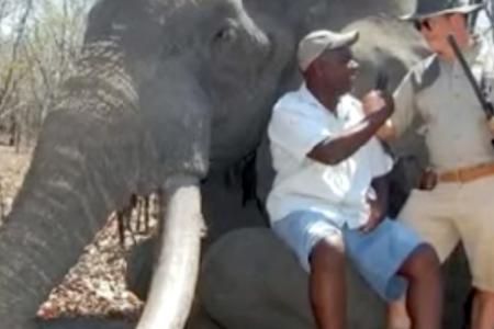 Iconic elephant in Zimbabwe killed by tourist