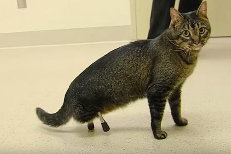 Cat without hind legs walks thanks to titanium prosthetics