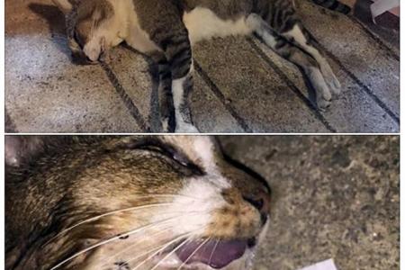 20th dead cat found in Yishun