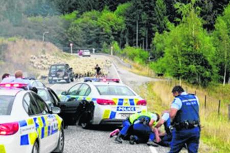 Sheep help end car chase in New Zealand