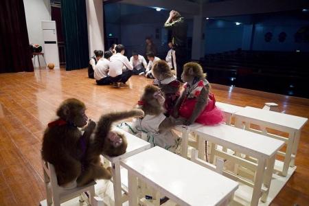 China's booming monkey business 