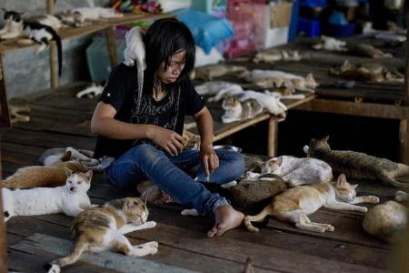 The cat lady of Myanmar