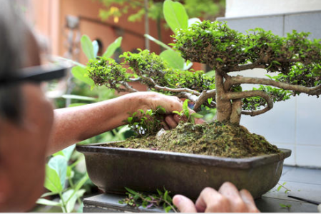 Man jailed 1 year for stealing bonsai plants