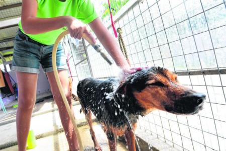 Singapore volunteers help walk dogs from animal shelters