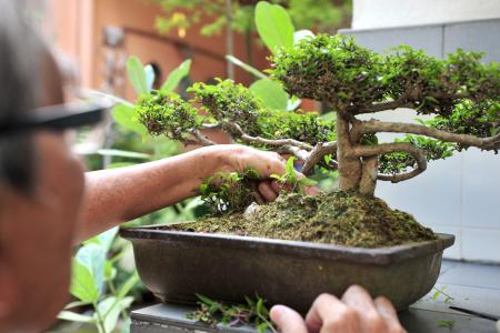 Man jailed one year for stealing bonsai