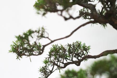 Man jailed one year for stealing bonsai