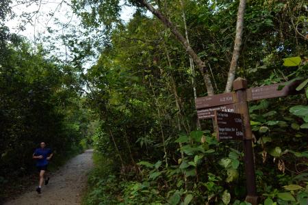 Arborists concerned over soil tests in MacRitchie