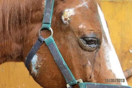 Horse in Singapore stable found to be in a poor state