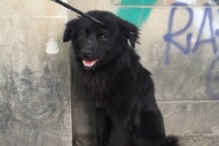 Stray dog with arrow in head rescued