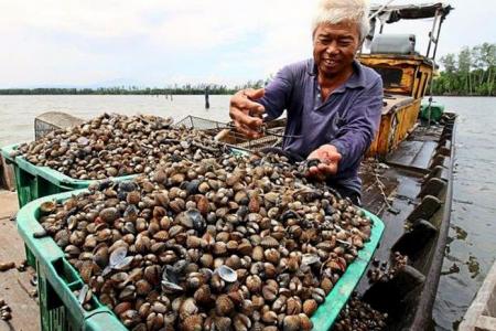 A clammy situation for cockle importers