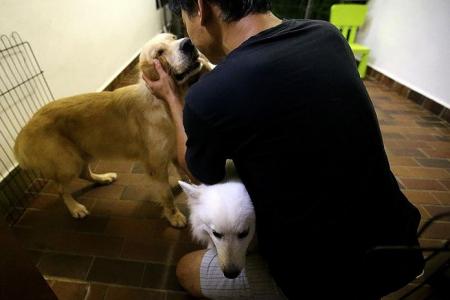 Man who allegedly abused husky quit job to rescue dogs 