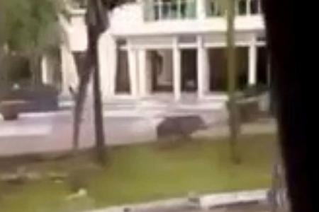Boy chased, hurt in wild boar incident in Punggol