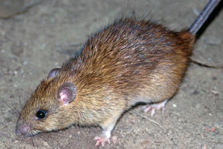 1,000 more rat burrows detected in Singapore