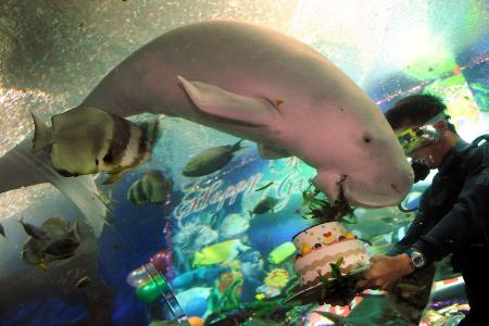 Remember Gracie the Dugong? She died 