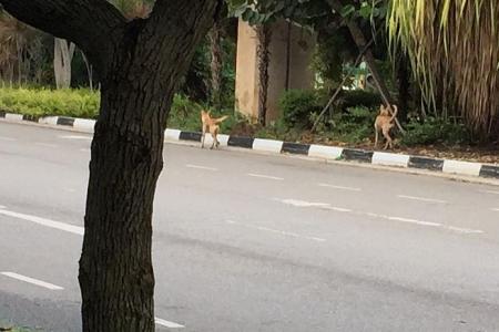 Man claims Punggol stray dogs nearly attacked him